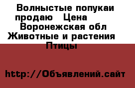 Волныстые попукаи продаю › Цена ­ 700 - Воронежская обл. Животные и растения » Птицы   